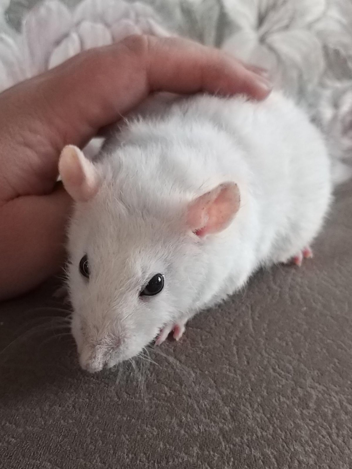 Мышь домашняя декоративная