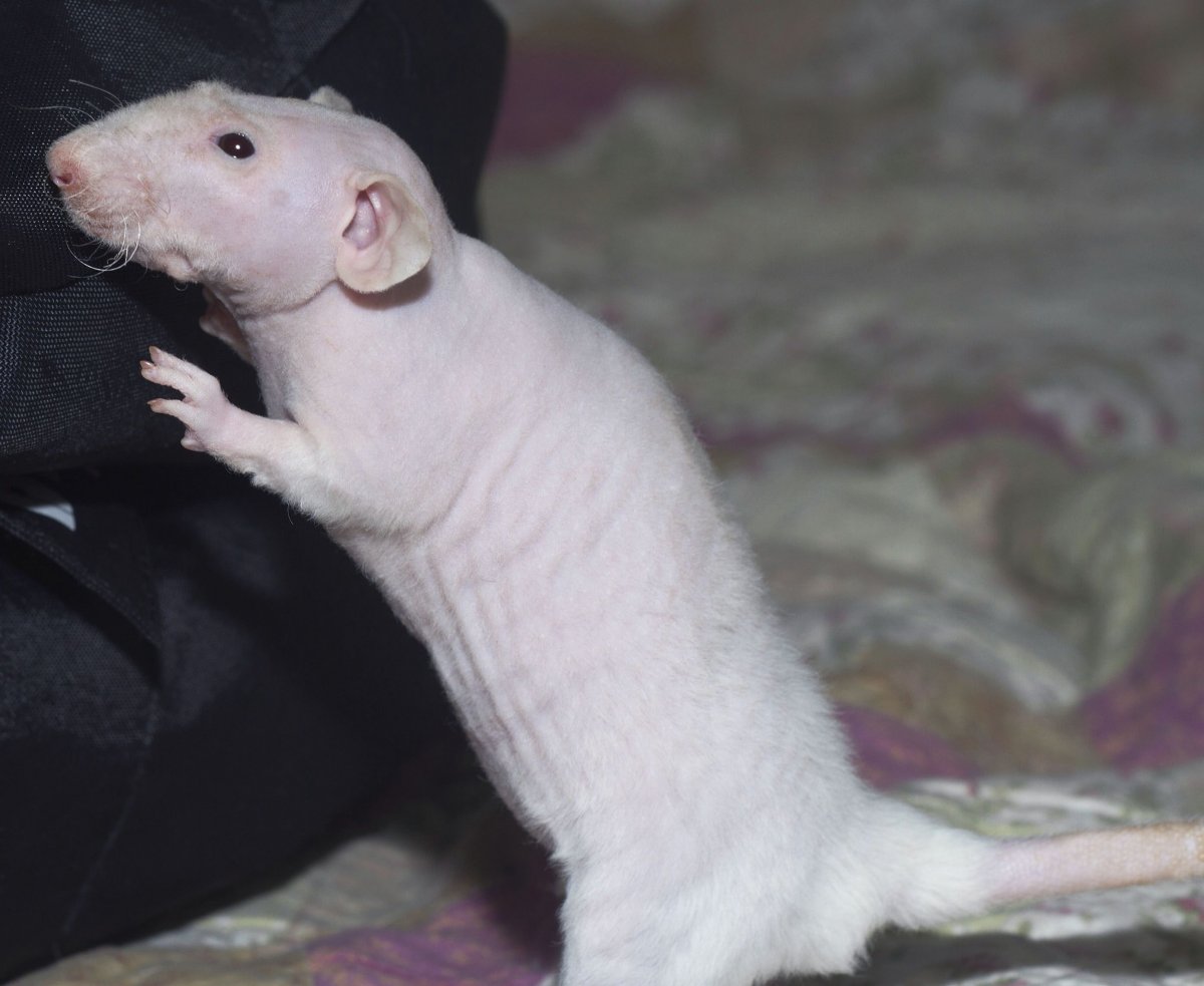 Крыса Фазз Дамбо