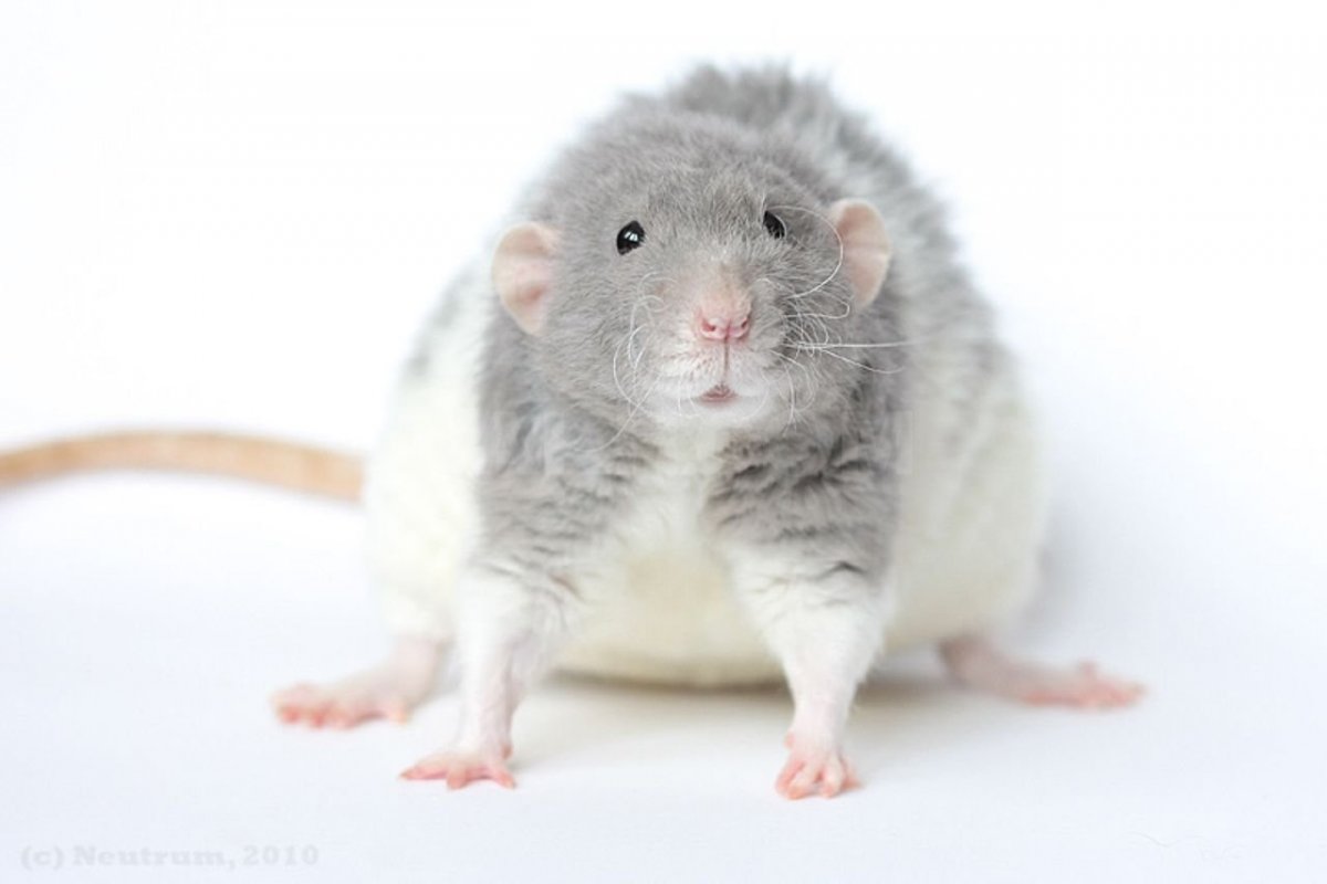 Крыса Дамбо бесхвостая
