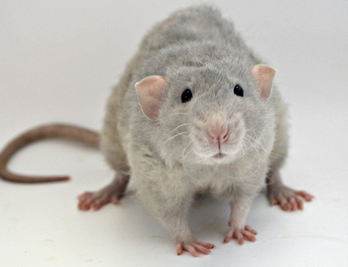 Декоративные крысы породы Пасюк