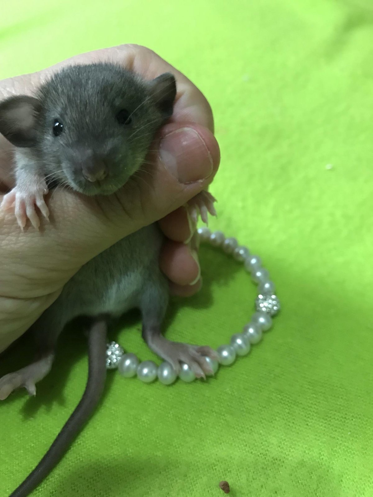 Rattus Rattus чёрная крыса