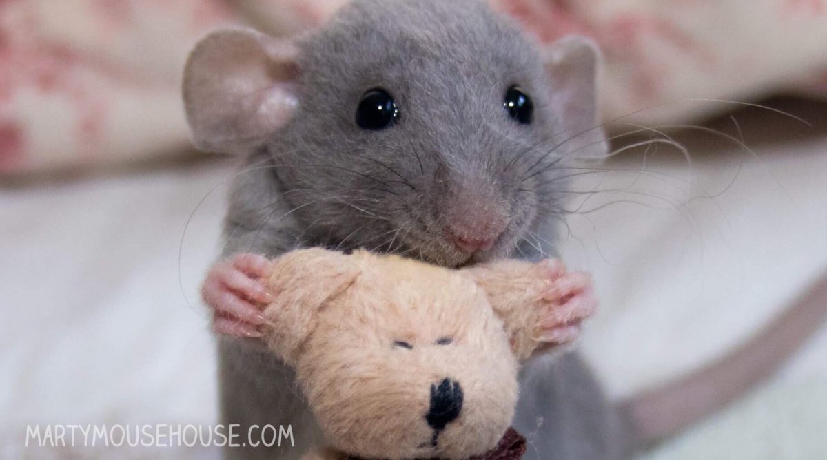 Норвежская крыса