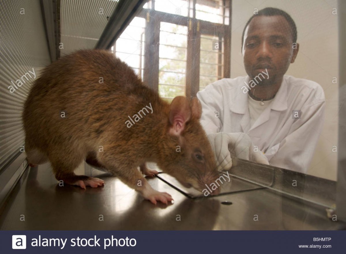 Крыса Дачная