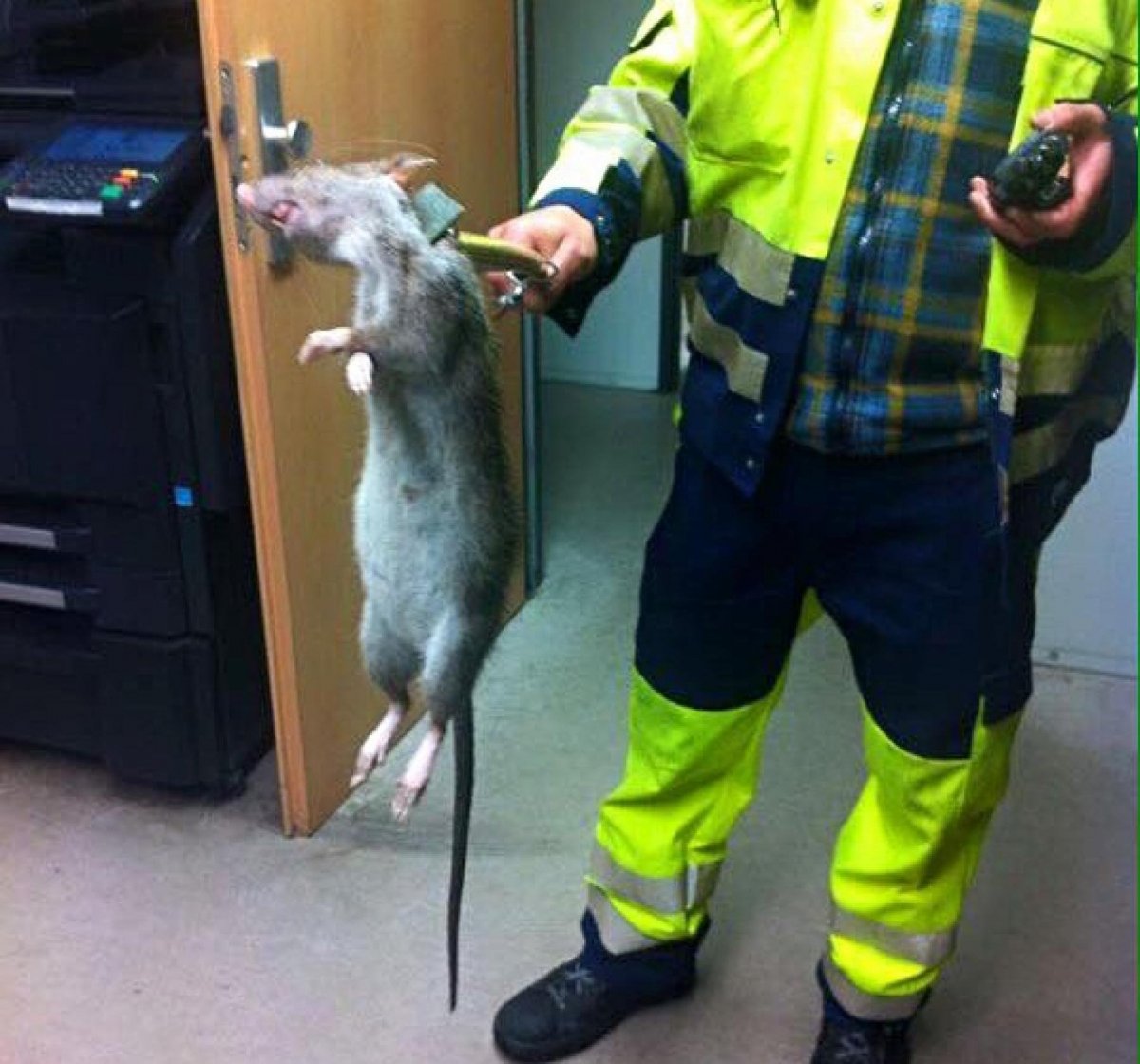 Крыса помойная большая