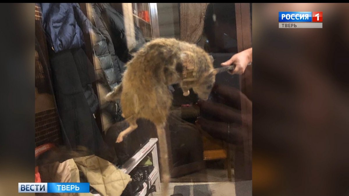 Самая гигантская крыса в мире