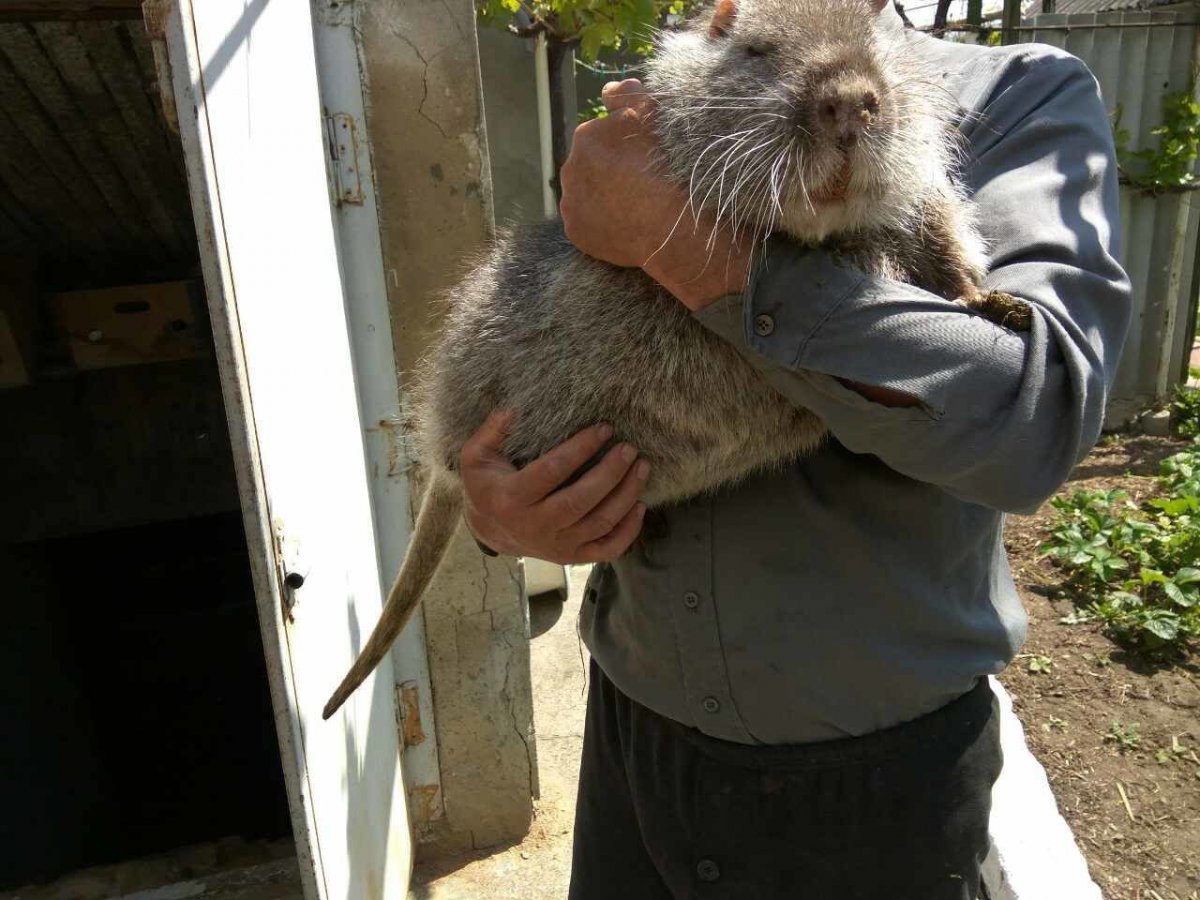 Крыса МАГАВА гамбийская сумчатая