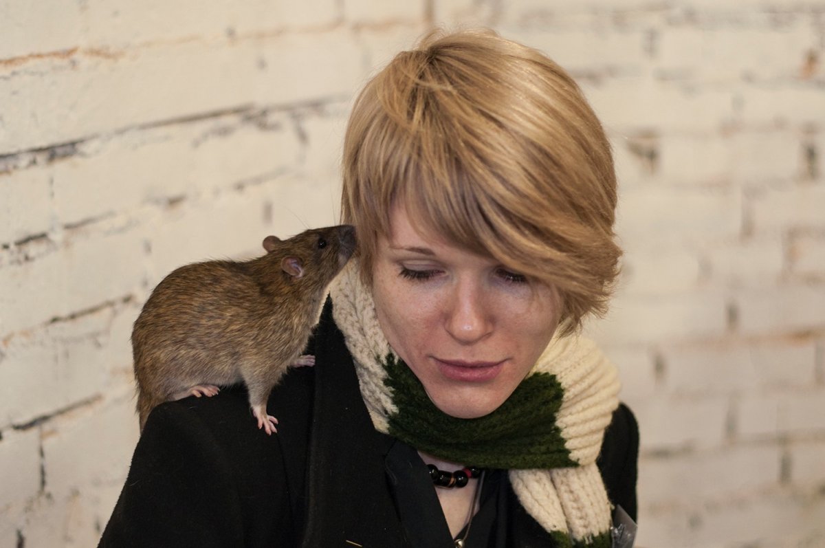 Гигантская Африканская сумчатая крыса