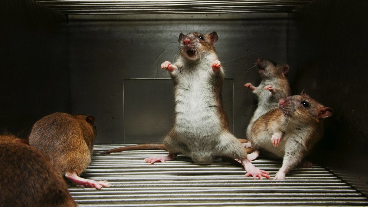 Крыса с сигаретой