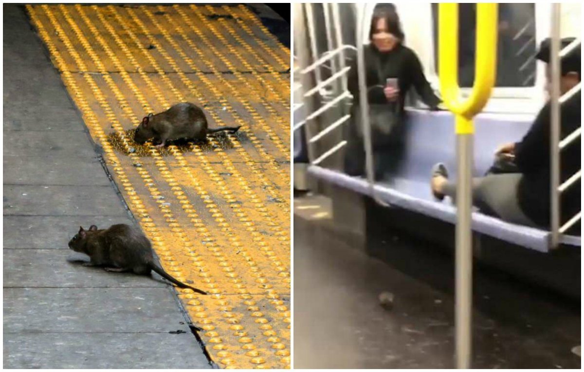 Крысы в Московском метро