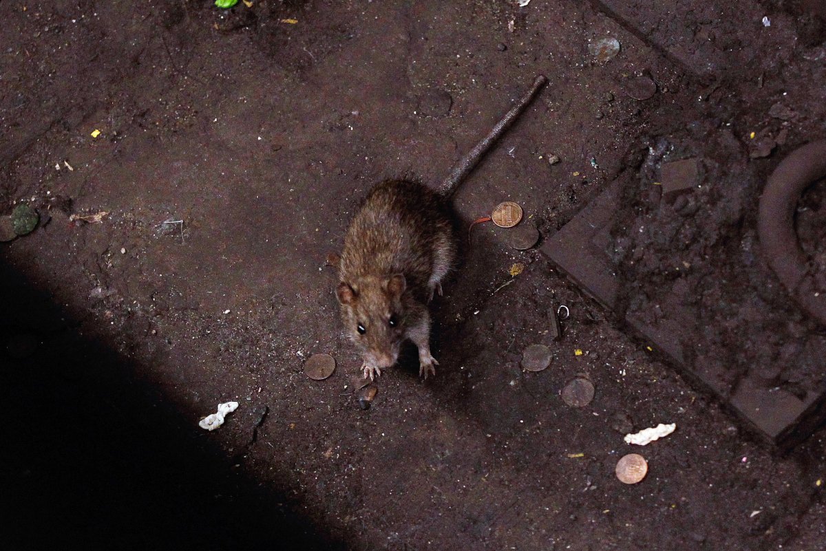 Огромные крысы в Московском метро