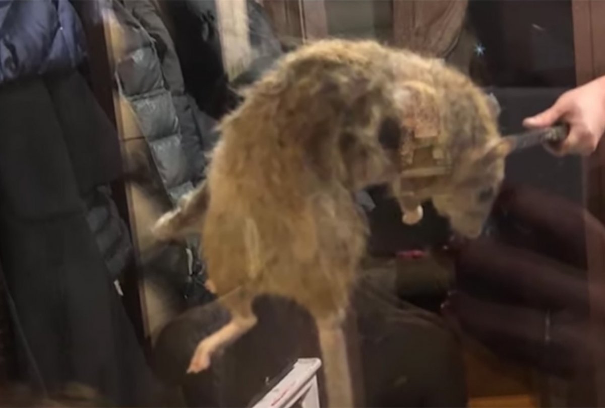 Самая большая крыса в России