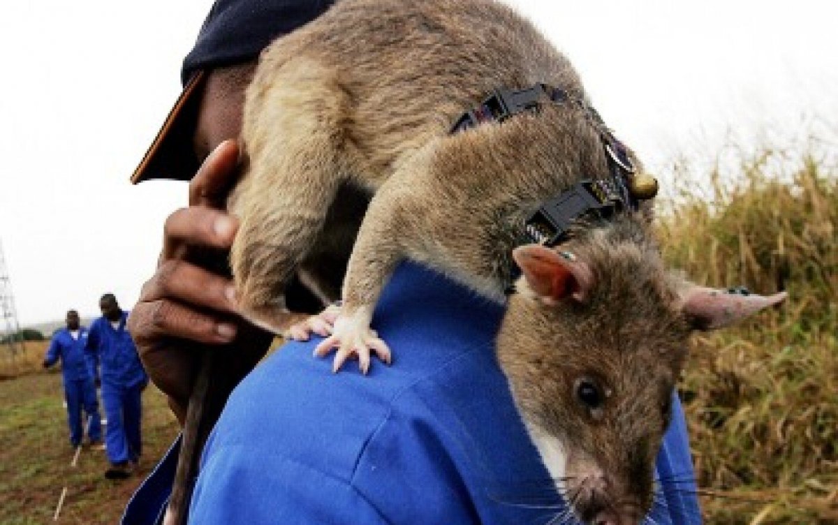 Московские крысы мутанты