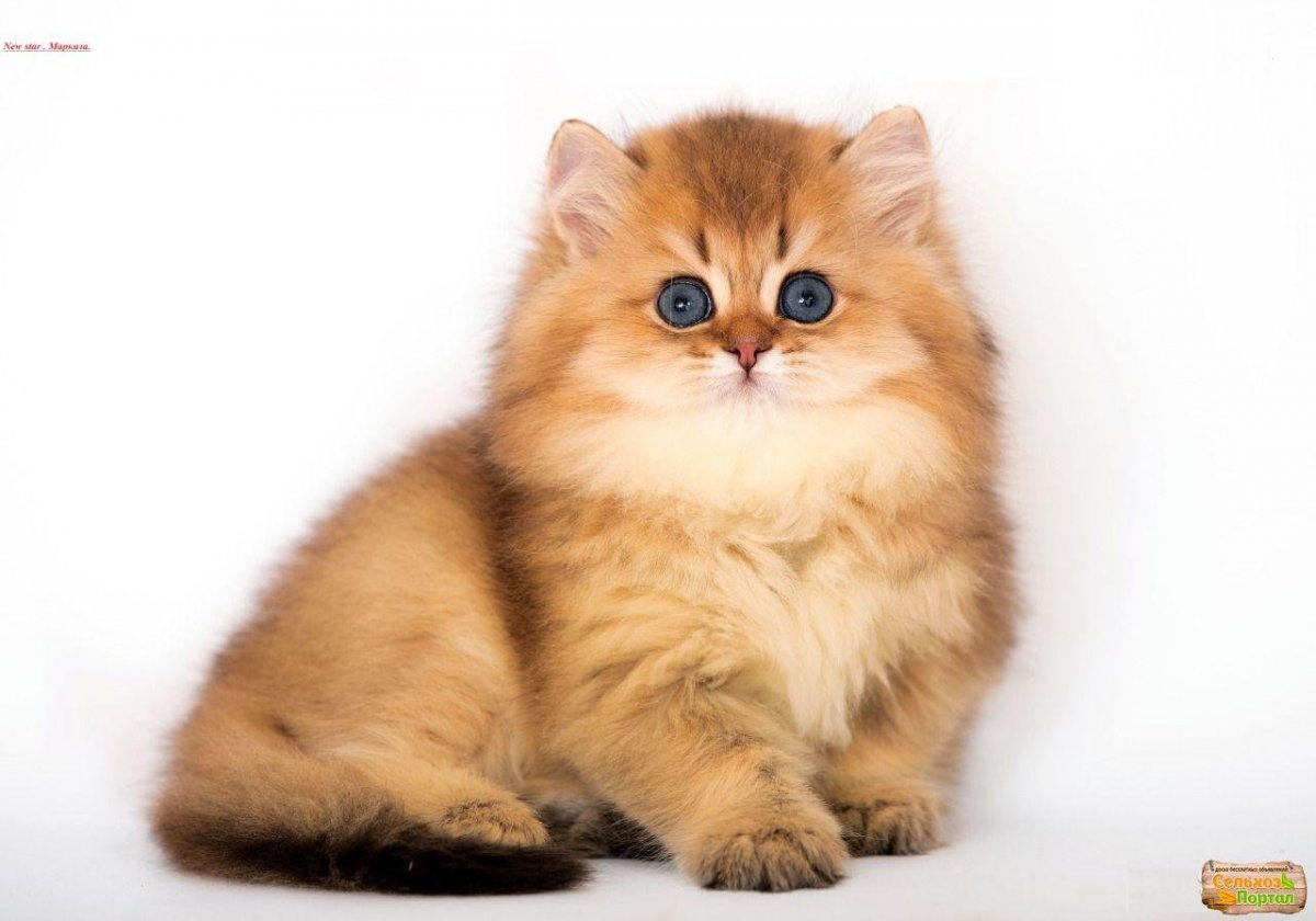 Британская Золотая шиншилла длинношерстная