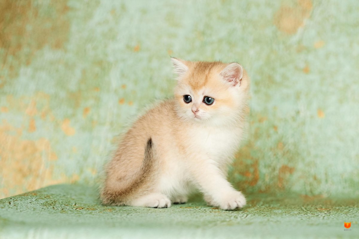 Британская Золотая шиншилла длинношерстная