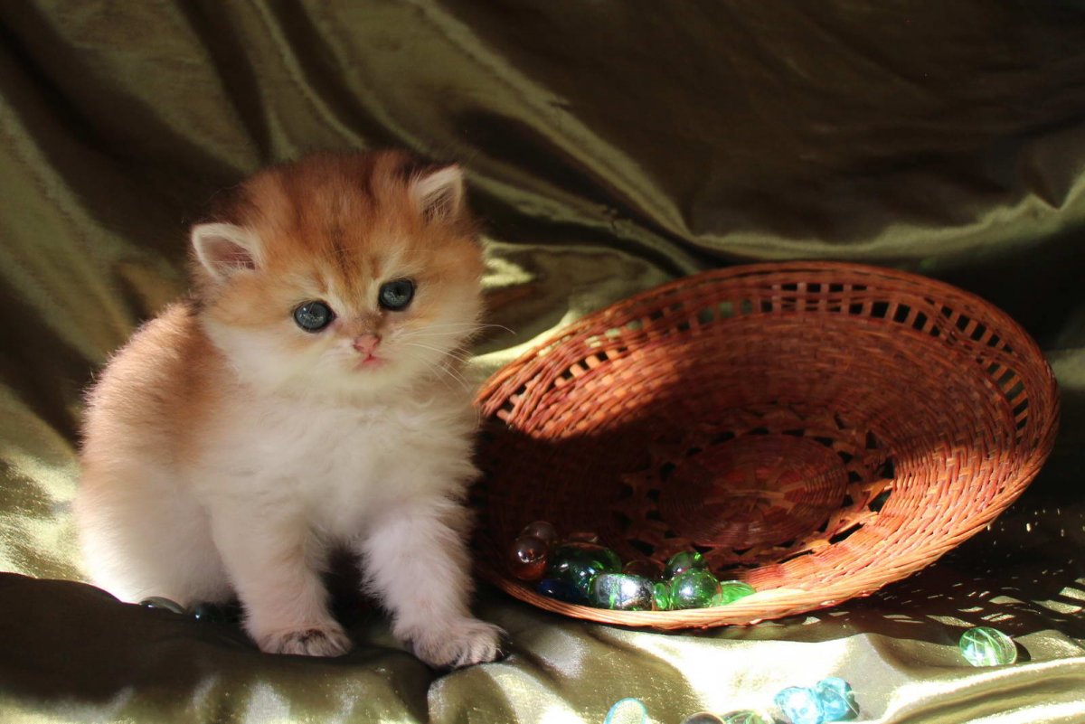 Золотистая шиншилла грызун