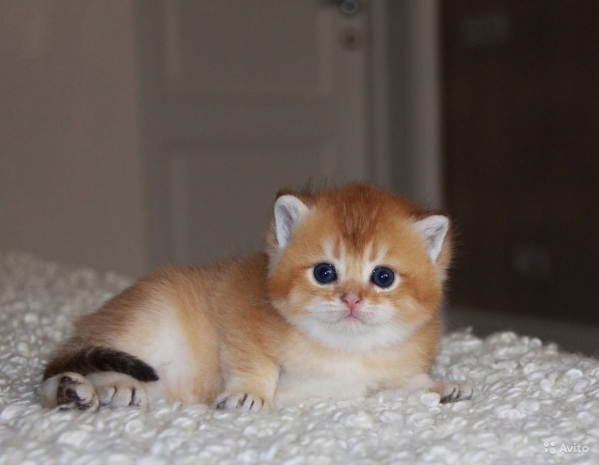 Персидская Золотая шиншилла