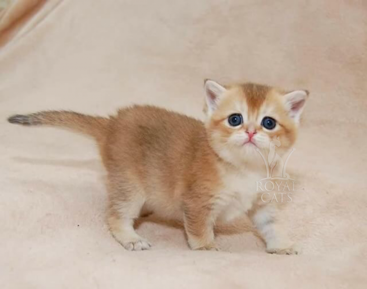 Шотландская Золотая шиншилла купить