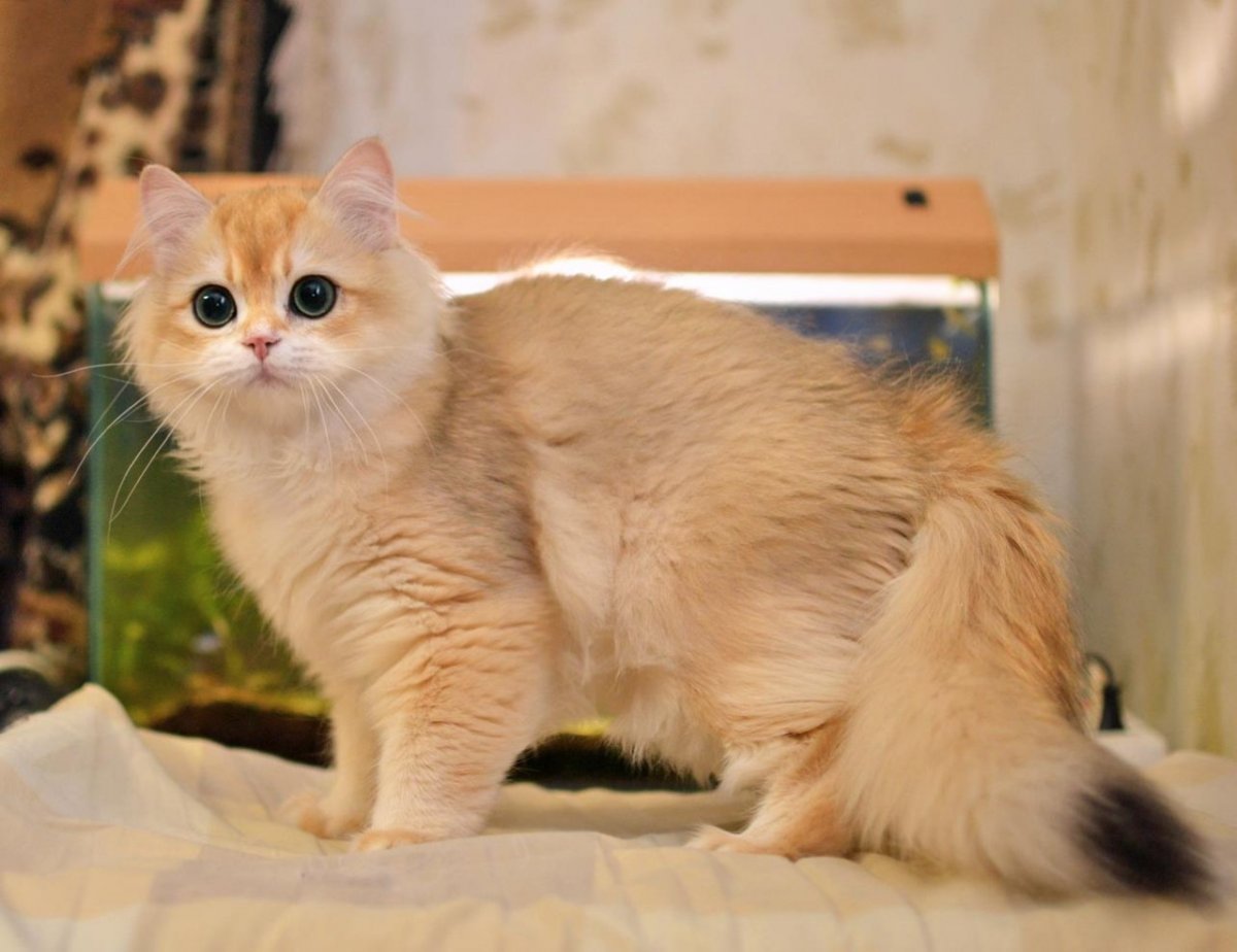 Вышивка Британская Золотая шиншилла