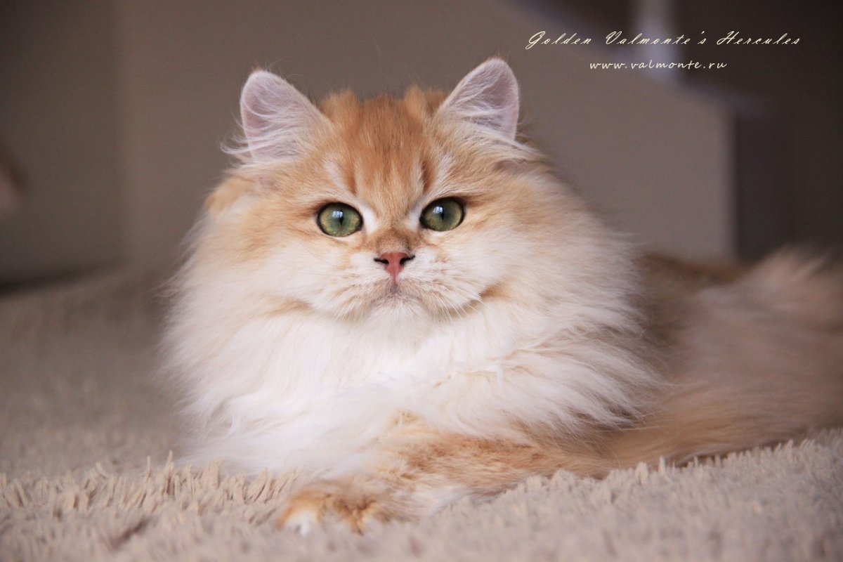 Шотландская кошка Золотая шиншилла