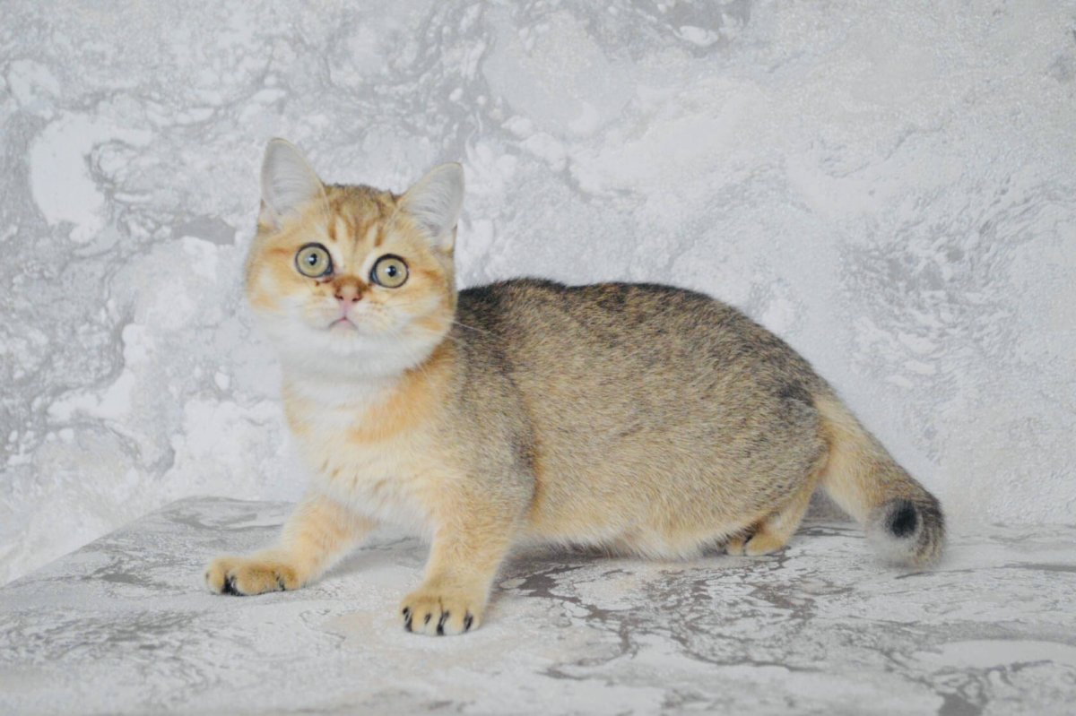 Британец Золотая шиншилла длинношерстная