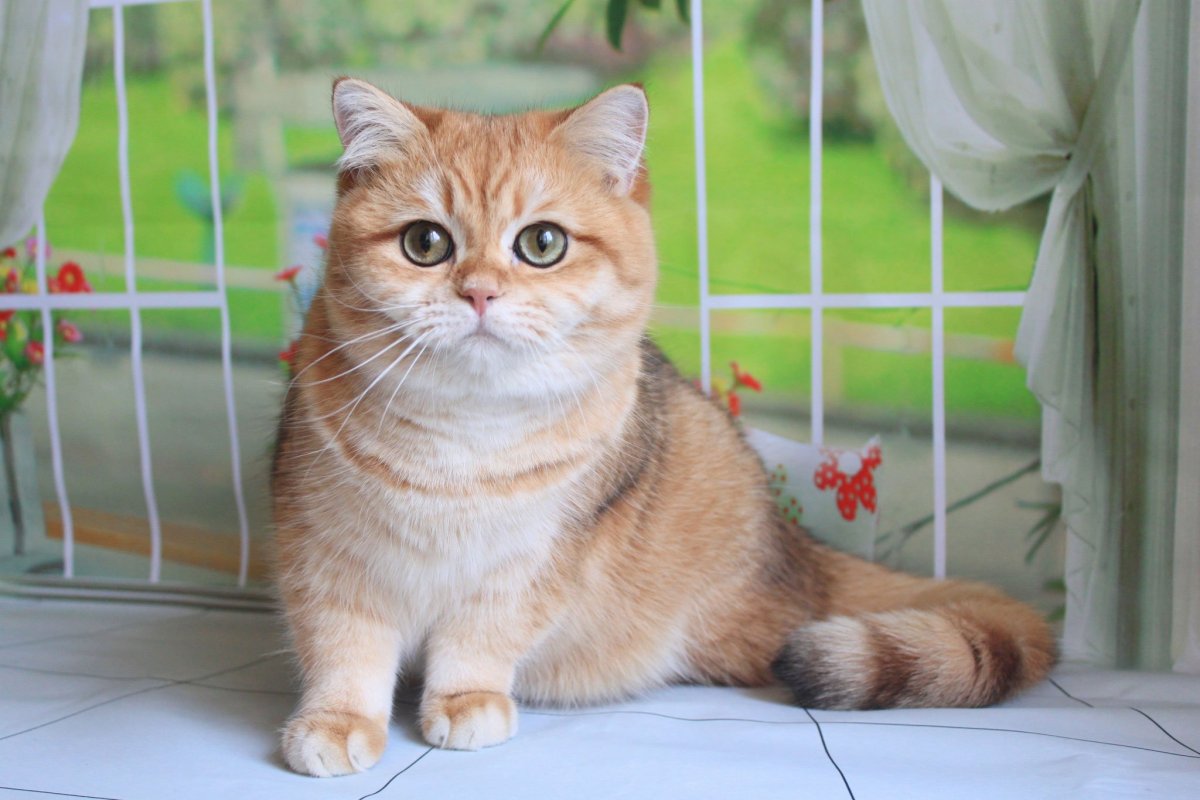 Британская Золотая шиншилла длинношерстная