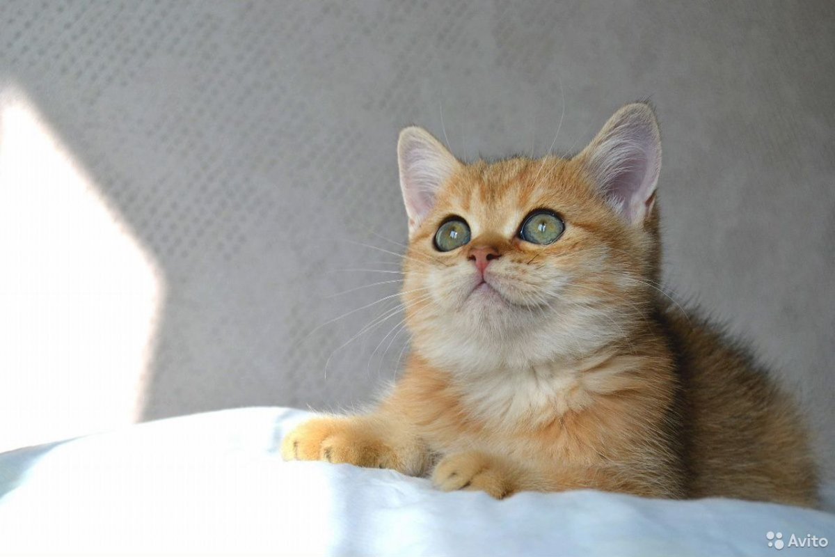 Британская Золотая затушеванная шиншилла