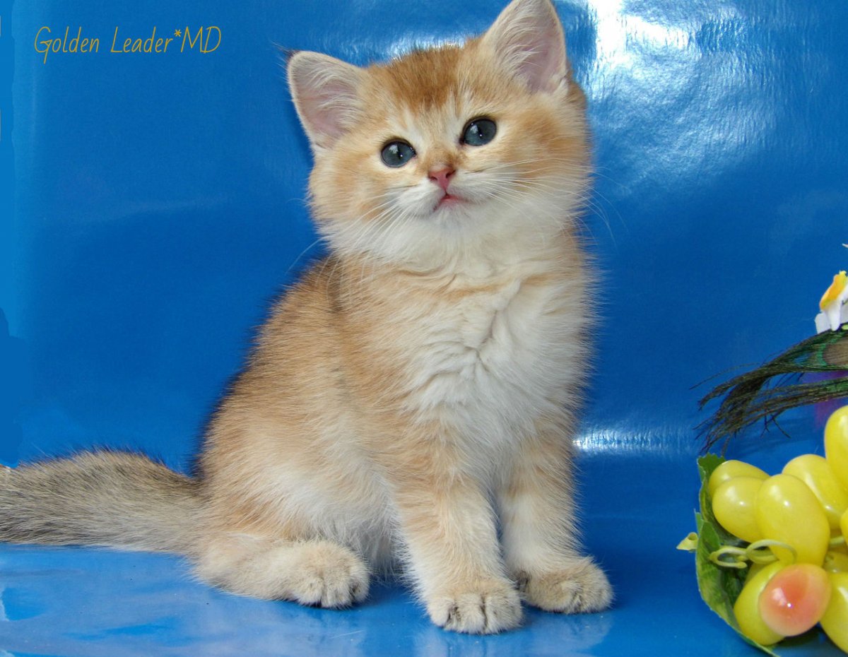 Золотая шиншилла чисто белая