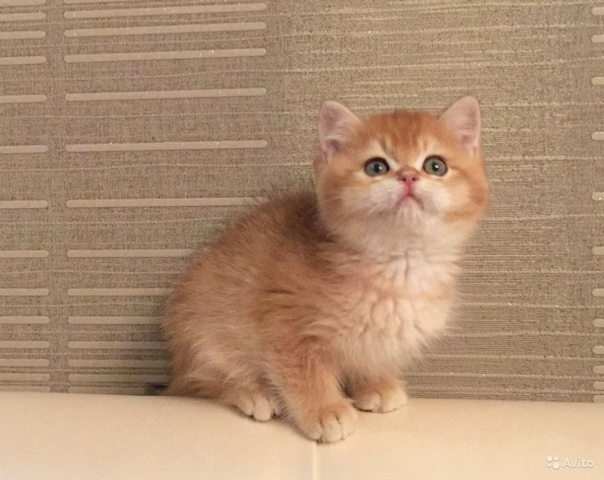 Золотой тикированный Омск