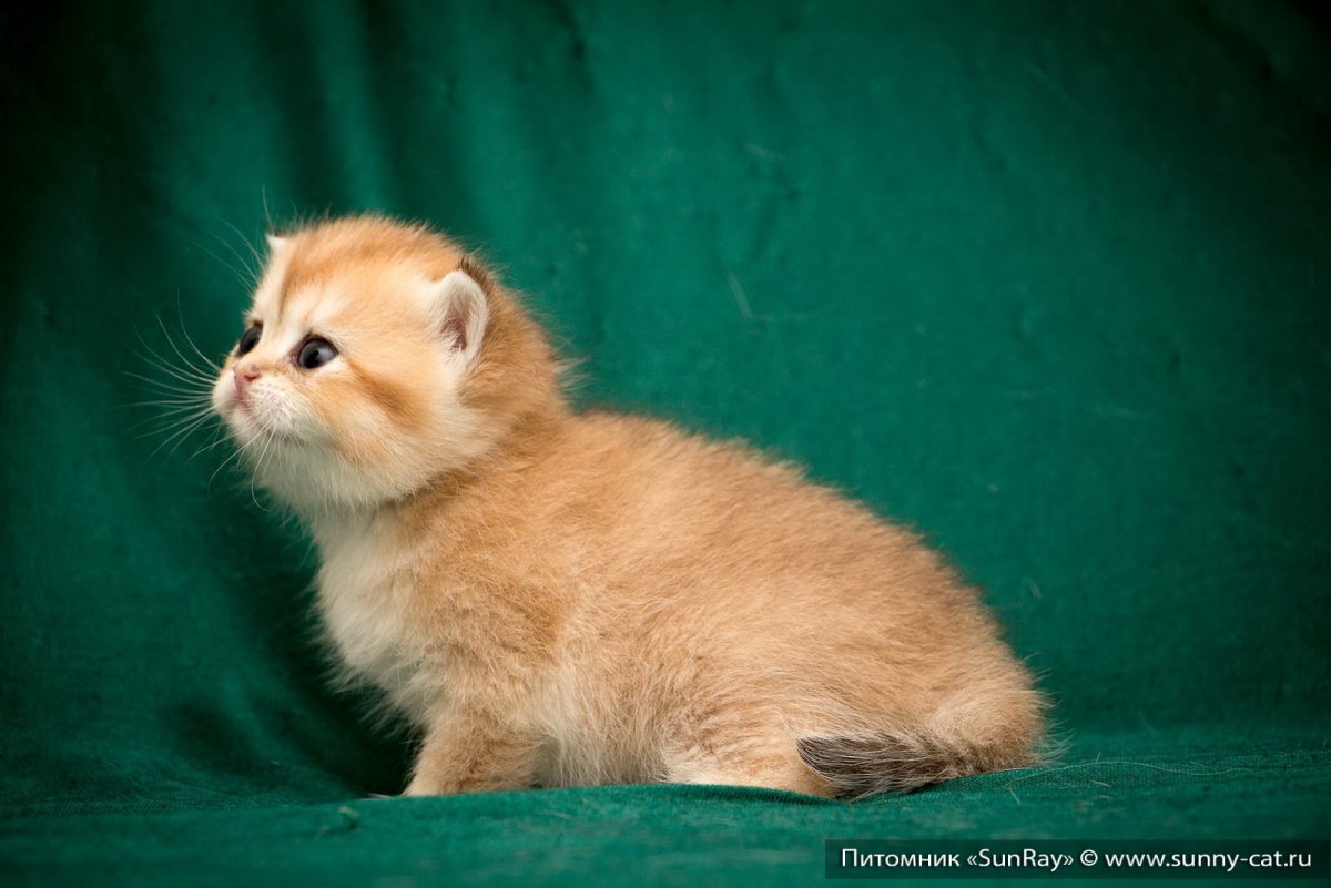 Британский кот Золотая шиншилла