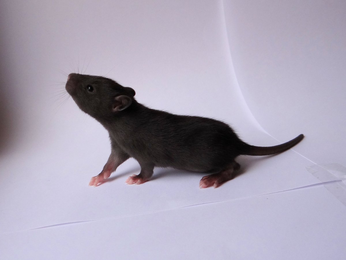 Крыса с пушистым хвостом