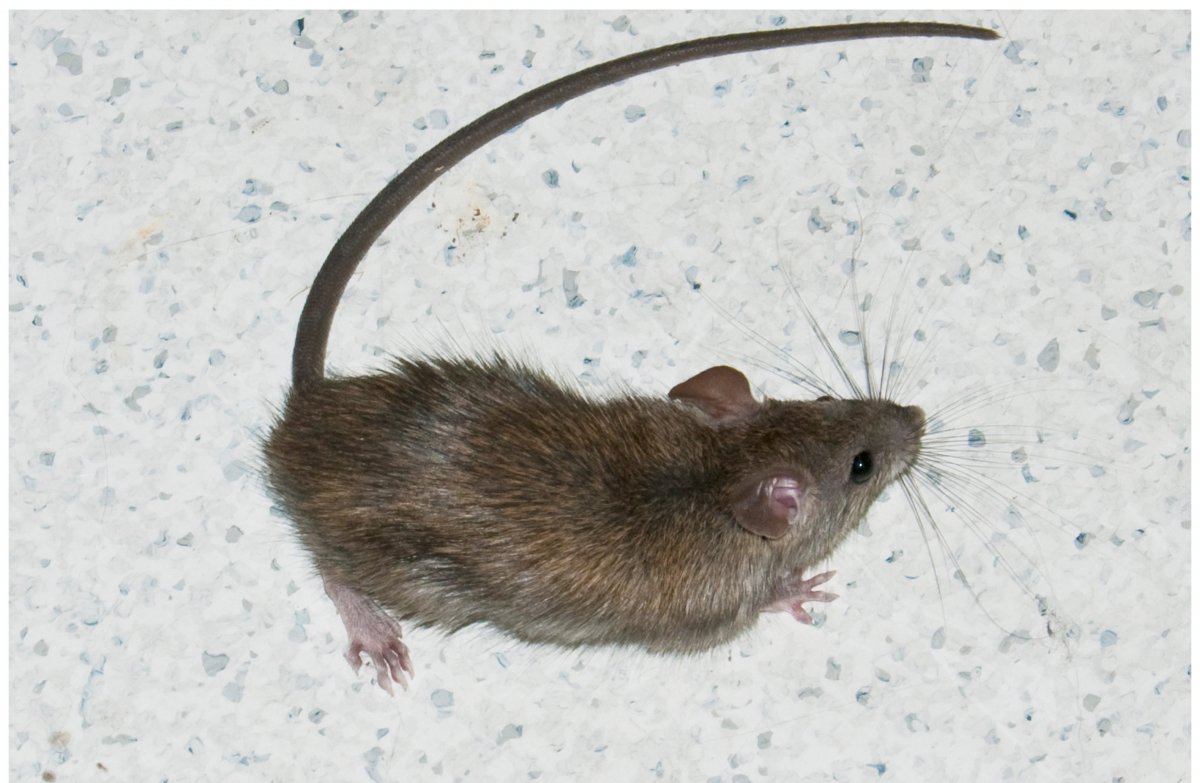 Крыса Манкс