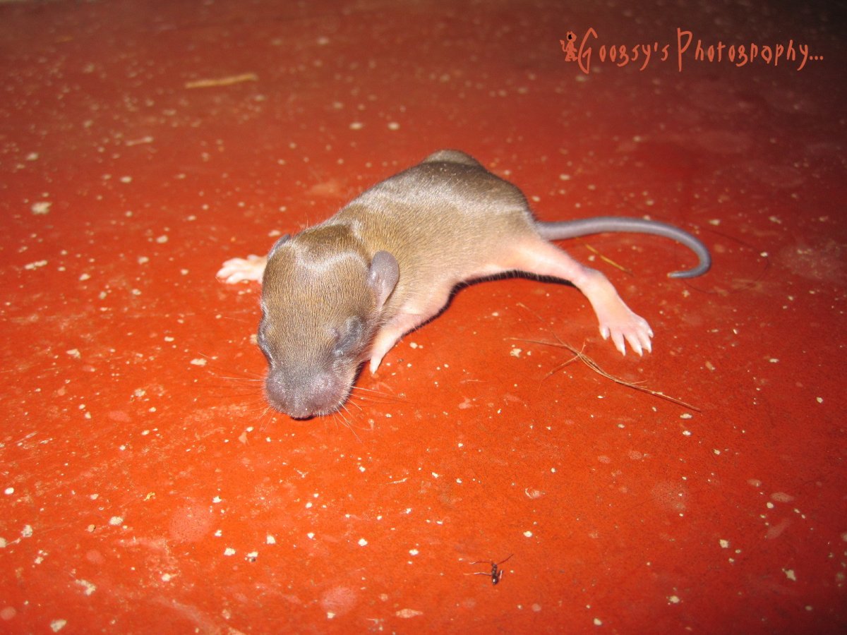 Белая крыса с голубыми глазами