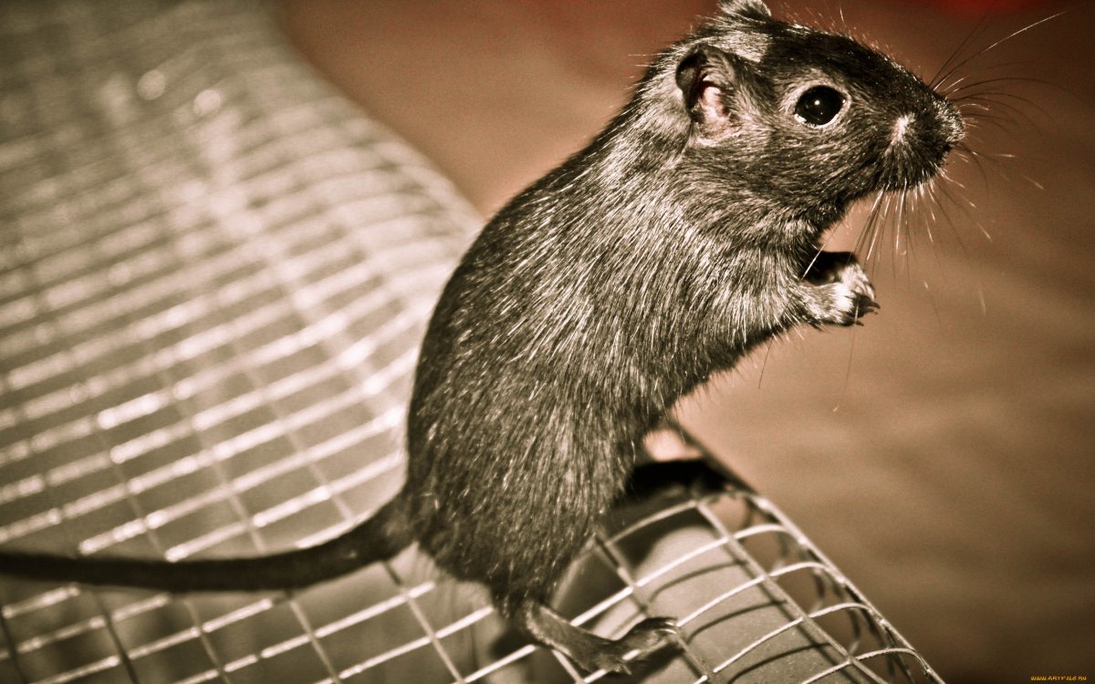 Туркменский мышевидный хомячок