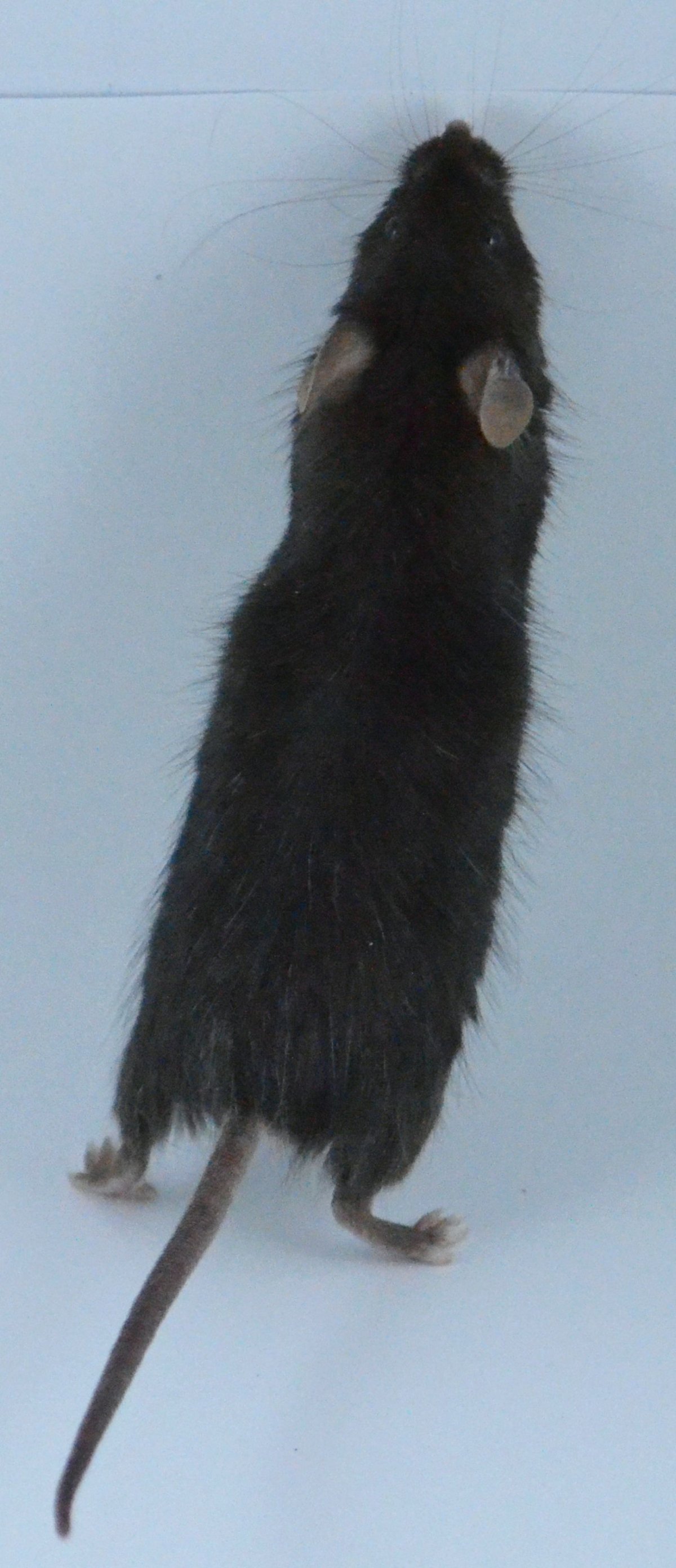 Пушистая крыса