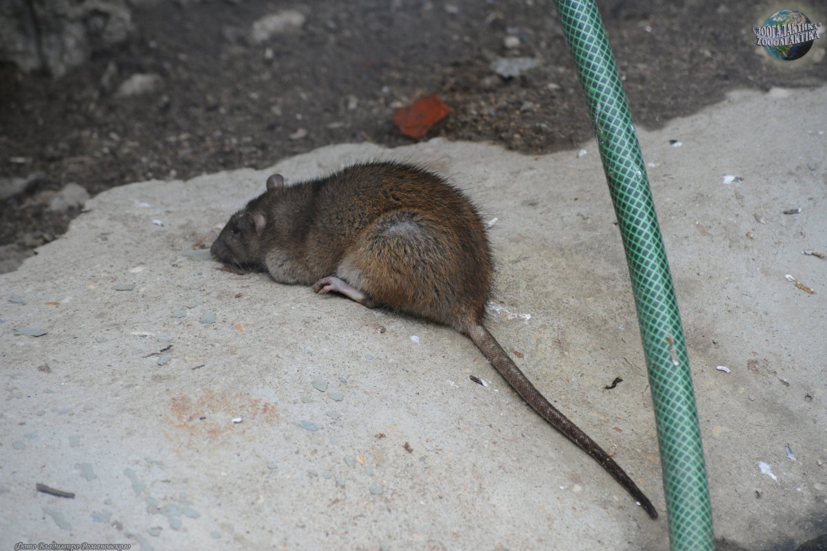 Мышиный хвост