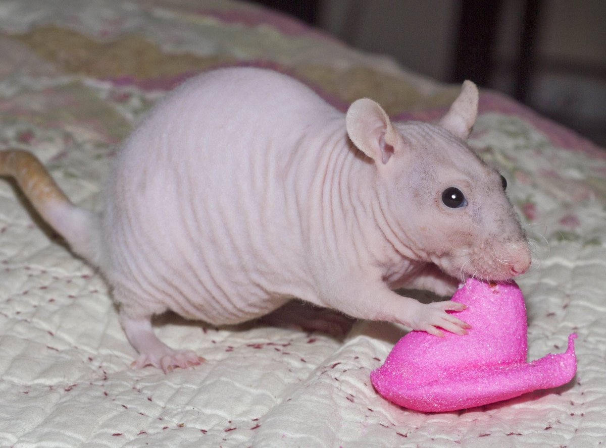 Крыса сфинкс Дамбо рекс