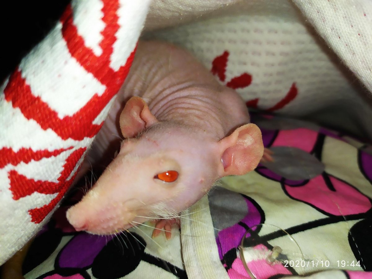 Лысая хомяк