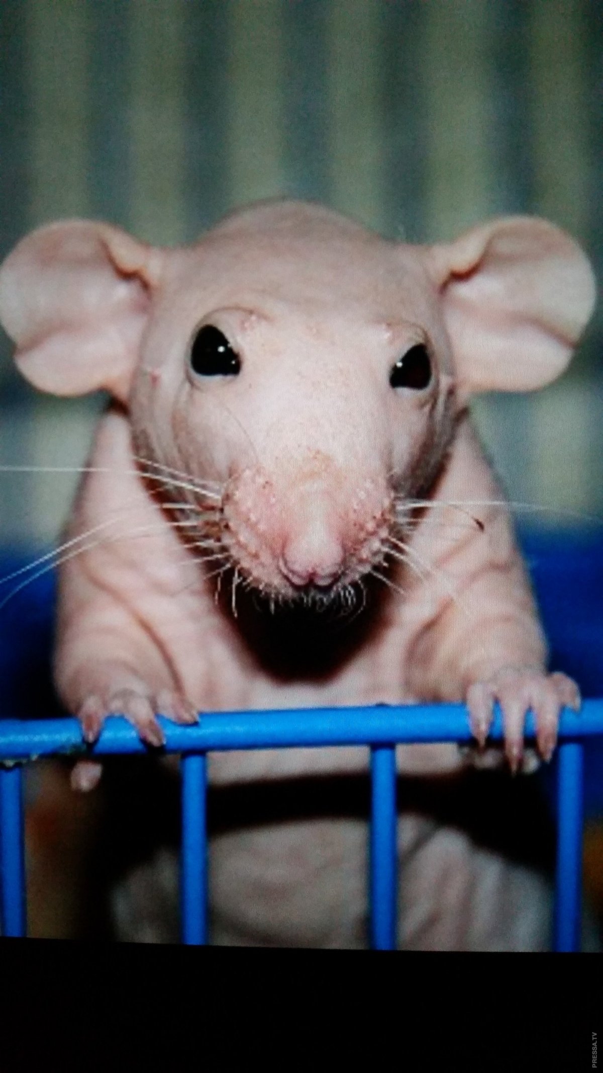 Маленькая лысенькая мышь