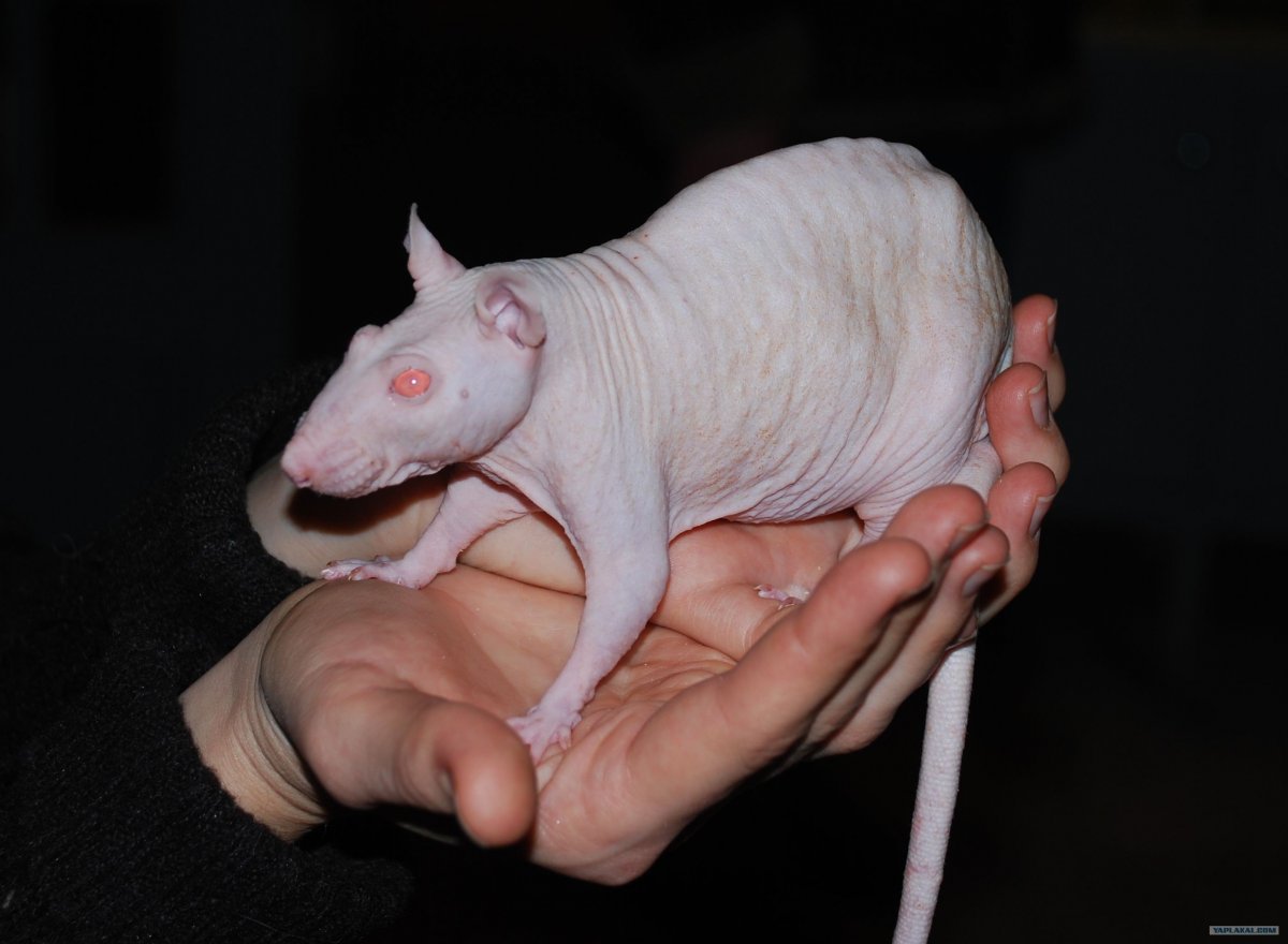 Лысый сирийский хомяк