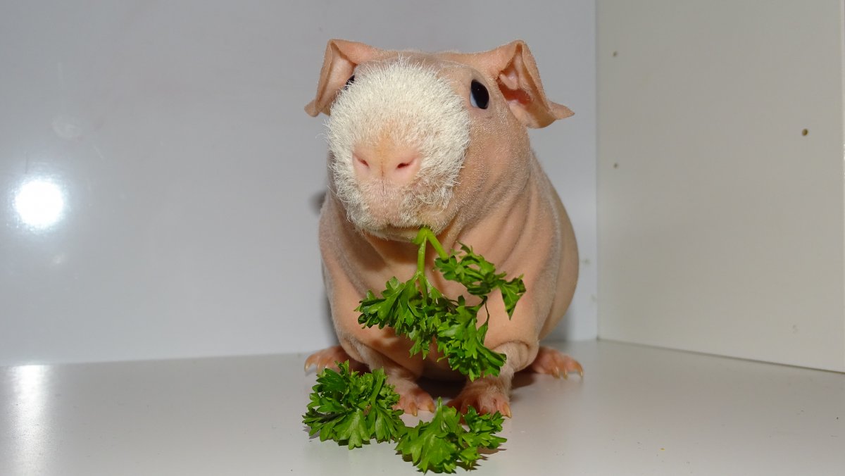 Ангорский хомяк альбинос