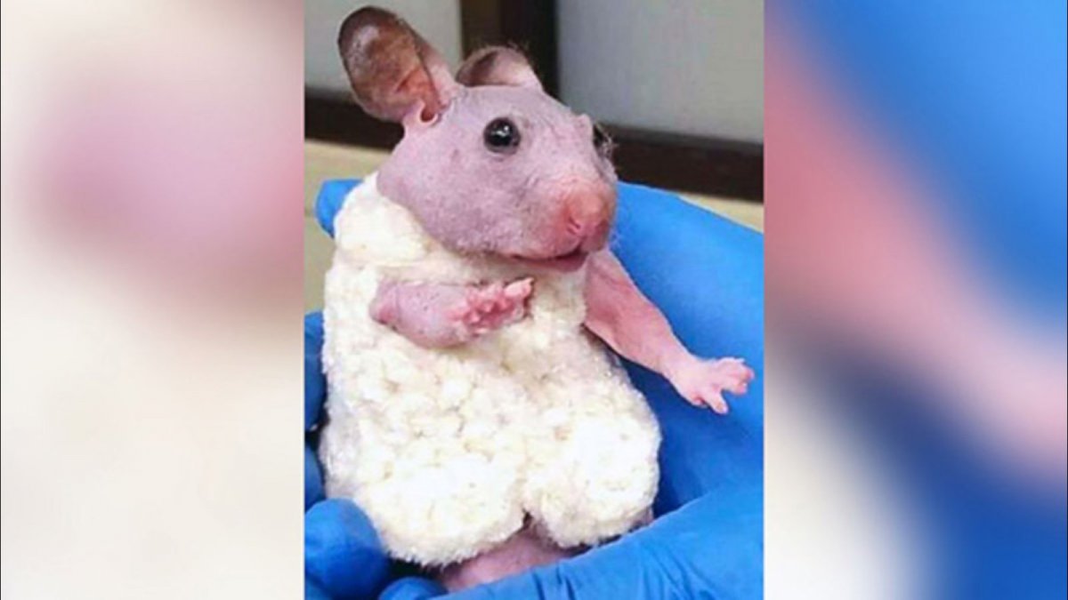 Лысая морская Свинка сфинкс