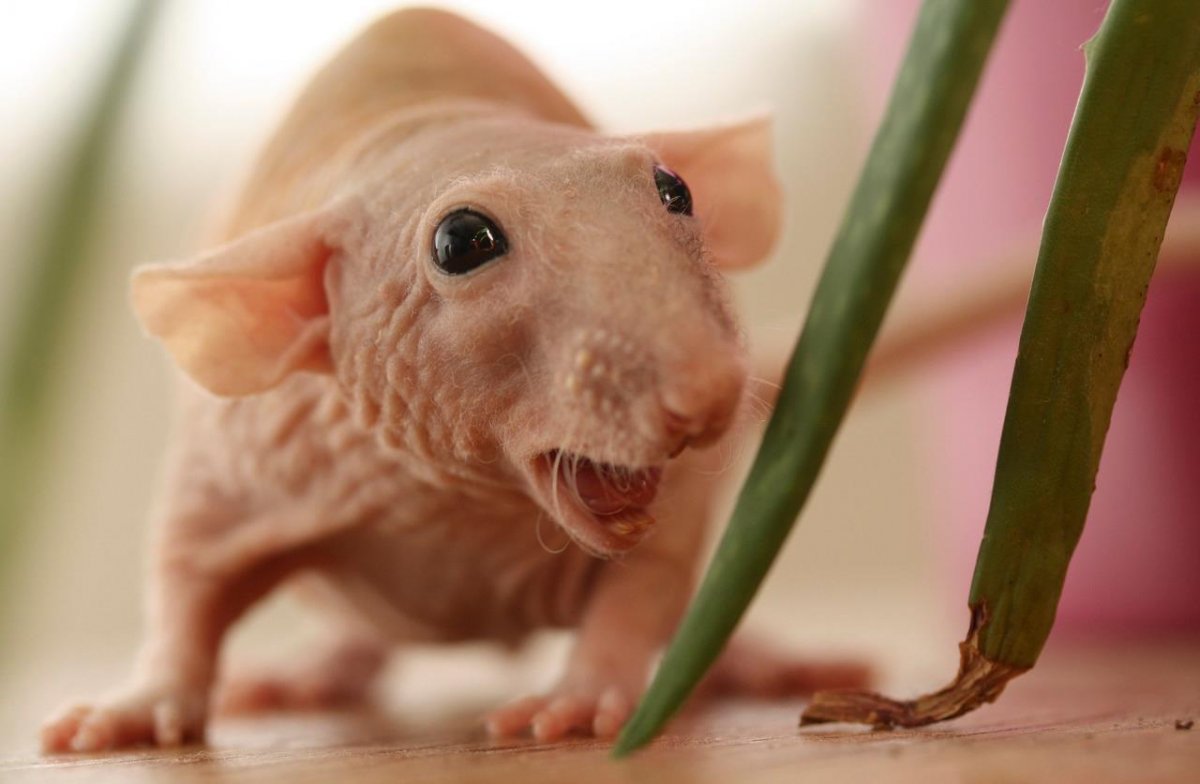 Крыса Дамбо лысая крыса