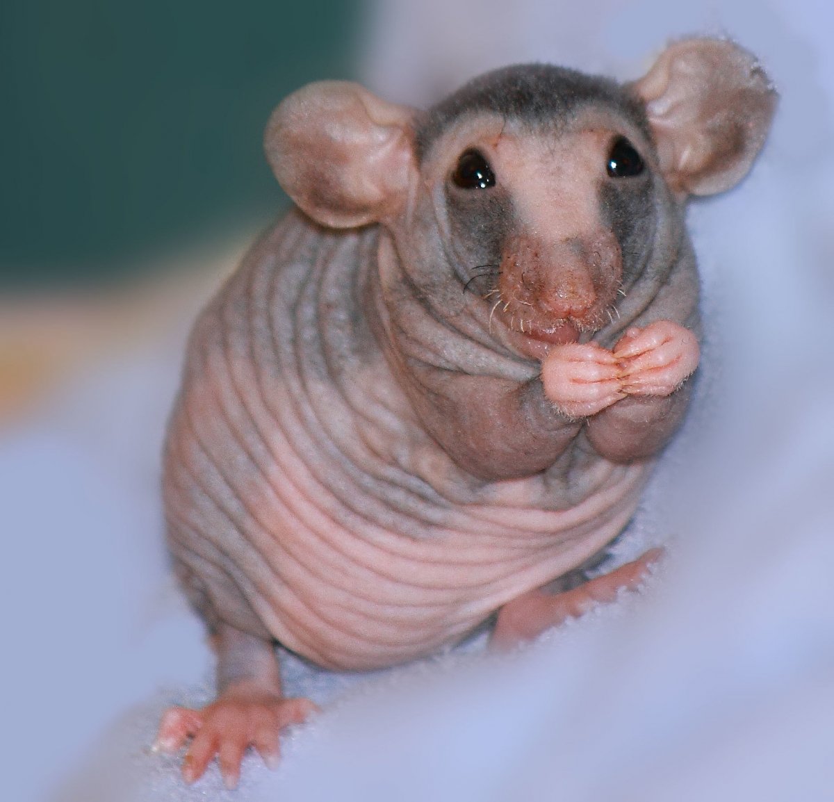 Лысая крыса сфинкс Дамбо