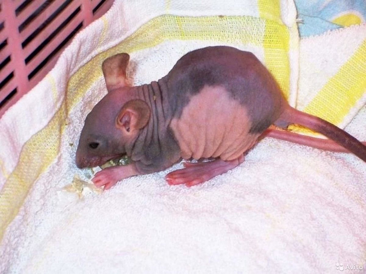 Лысая крыса