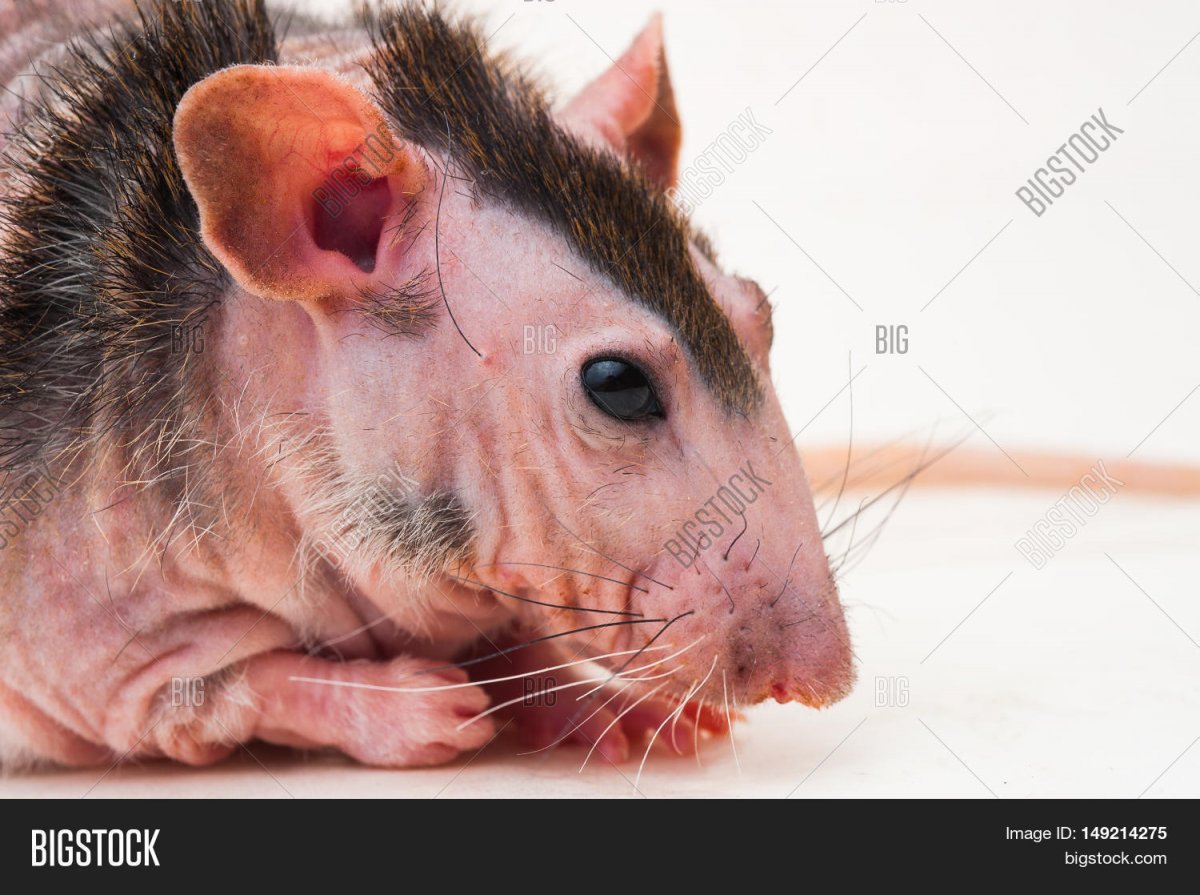 Бесшерстный сирийский хомяк