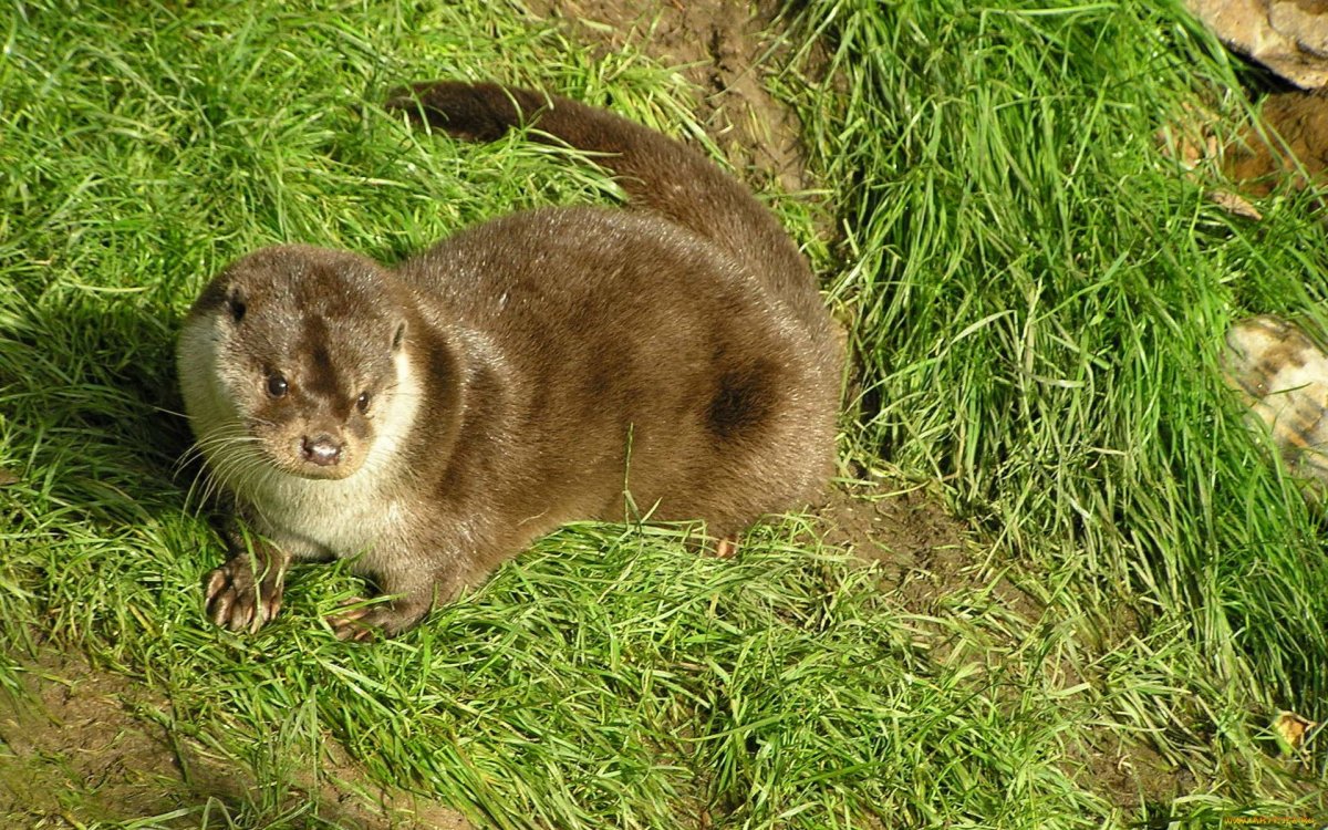 Хорёк домашний