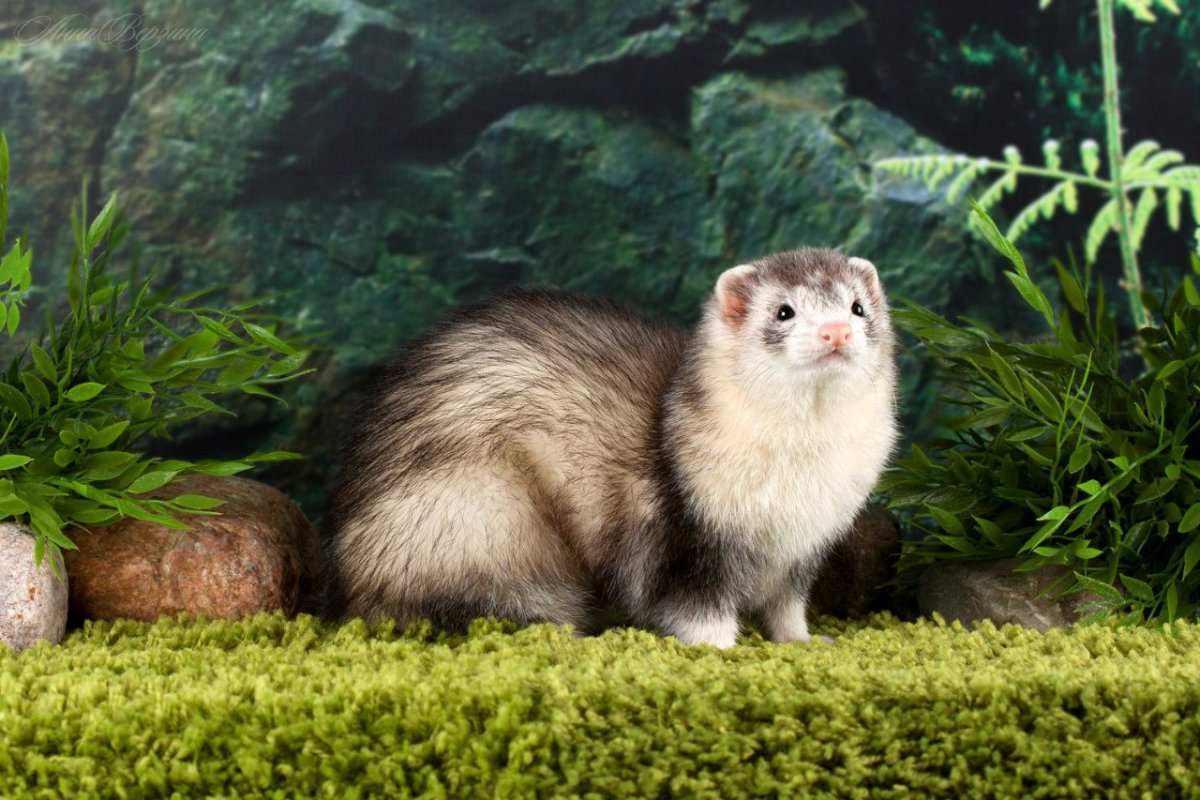 Хомяк фретка