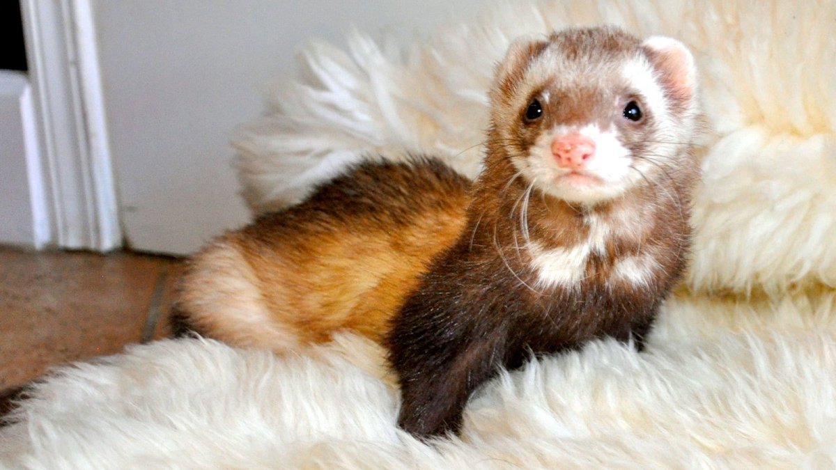 Воротник для хорька