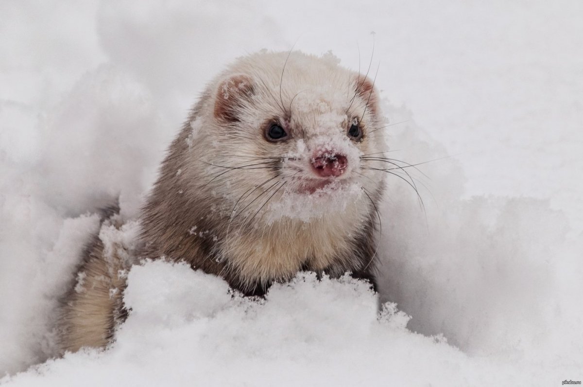Пугает ли шкура зверя хорька