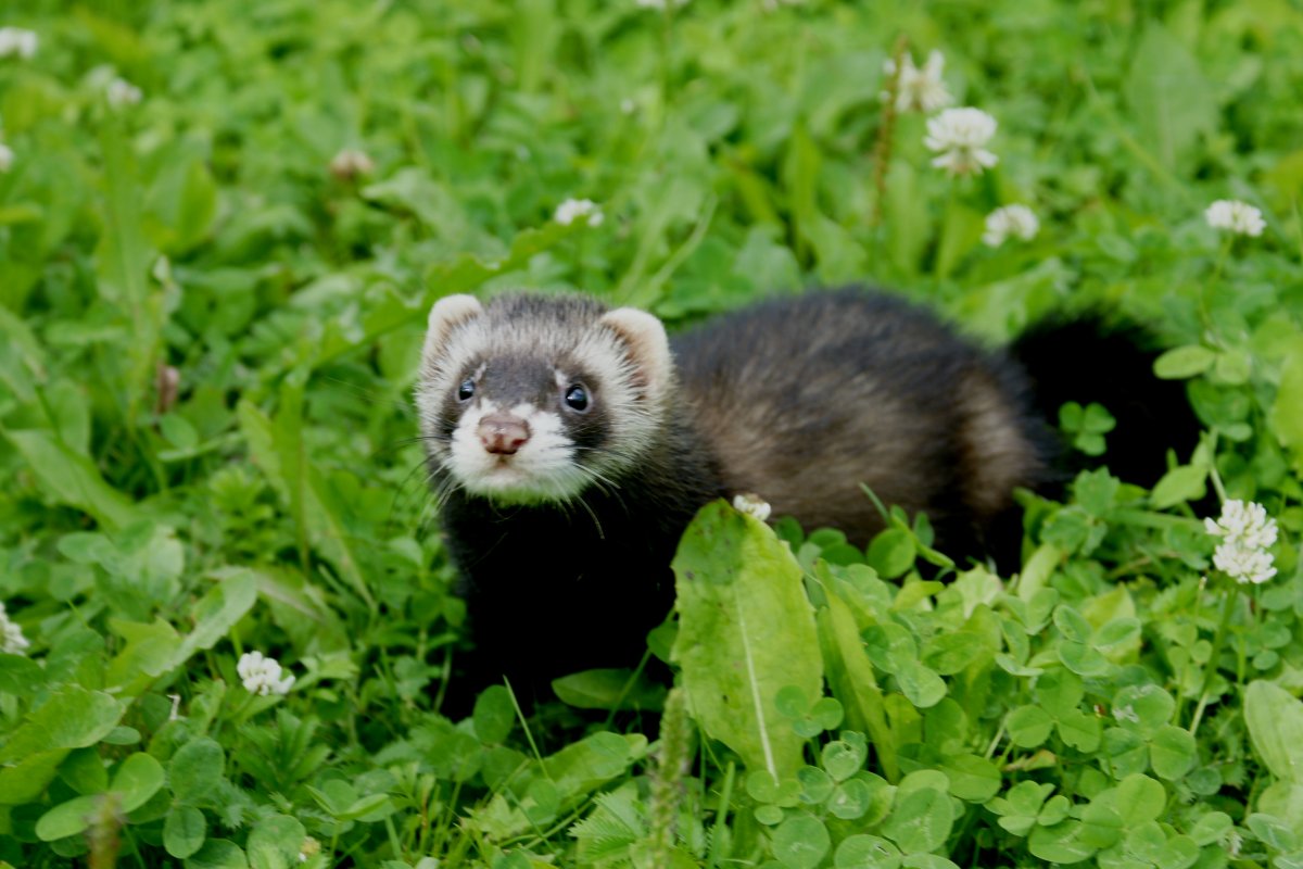 Тундровый хорек